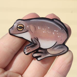 May include: A brown and white frog with black eyes and a speckled pattern on its back. The frog is sitting on a hand.