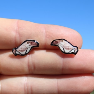 Cuttlefish Stud Earrings: Gift for  Ocean Squid lover, vet techs, veterinarian, zookeeper cute animal earrings with Stainless Steel Posts