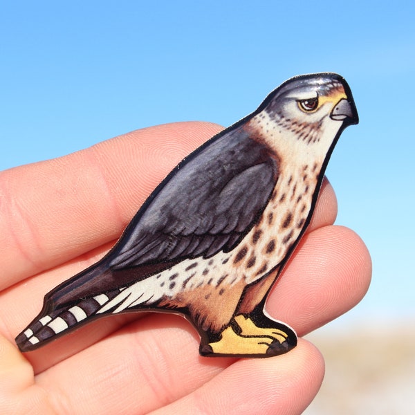 Merlin pigeon Hawk Magnet: Gift for bird of prey lovers, vet techs, veterinarian, zookeepers cute animal magnets for locker or fridge