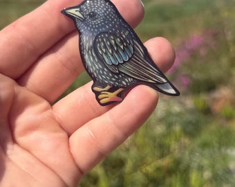 May include: A detailed sticker of a starling bird. The bird has a dark blue body with white speckles, light blue wing accents, and a yellow foot. The sticker is held in a hand against a blurred outdoor background.