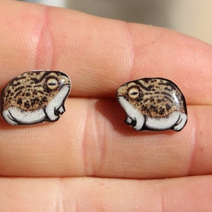 Desert Rain Frog Earrings : Gift for frog lovers Cute animal frog earrings studs for sensitive ears Surgical Stainless Steel Posts