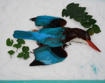 White throated kingfisher salted skin, salt skin bird taxidermy mounted