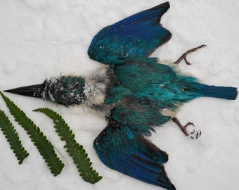 Collared kingfisher salted skin salt skin bird taxidermy mounted