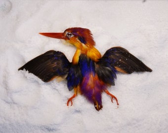 Oriental dwarf kingfisher salted skin salt skin bird taxidermy mounted