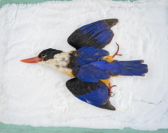 Black capped kingfisher salted skin, salt skin bird taxidermy mounted