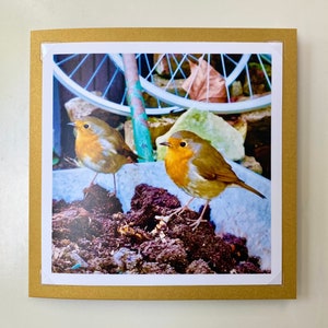 Christmas Robins - Carte de Noël faite à la main / Carte Robins / Carte de photographie / Carte de poésie