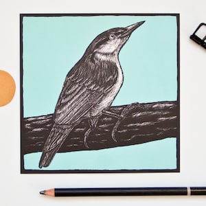 Carte postale sittelle, illustration oiseau