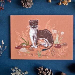 Carte postale hermine, illustration animalière A6