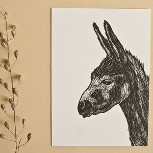 Carte postale âne, illustration animalière