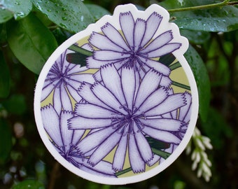 Adesivo Original de ilustração de flores silvestres de chicória (Cichorium intybus)