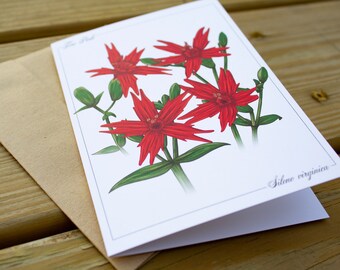 Fire Pink Spring Wildflower Blank Greeting Card, Botanical Illustrated Flower Card for Nature Lovers