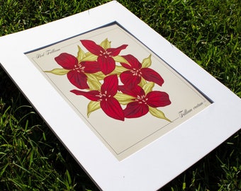 Red Trillium (Trillium Erectum) Wildflower Print - Original Botanical Illustration, Spring Flower Art with Mat
