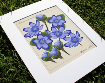 Anemone Americana Original Illustration Print