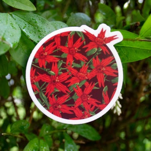 Fire Pink Original Illustration Sticker
