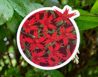 Adesivo com ilustração original da flor silvestre Silene virginica (rosa-de-fogo)