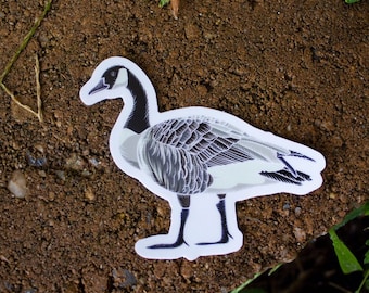 Canada Goose (Branta canadensis) Original Illustration Sticker
