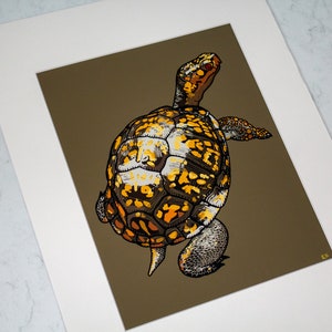 Eastern Box Turtle Original Illustration Print