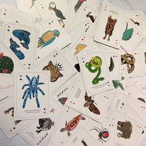 May include: A collection of playing cards featuring detailed illustrations of various animals. The cards showcase a variety of creatures, including a peacock tarantula, a leopard, and a green snake. The cards are white with red suit symbols.