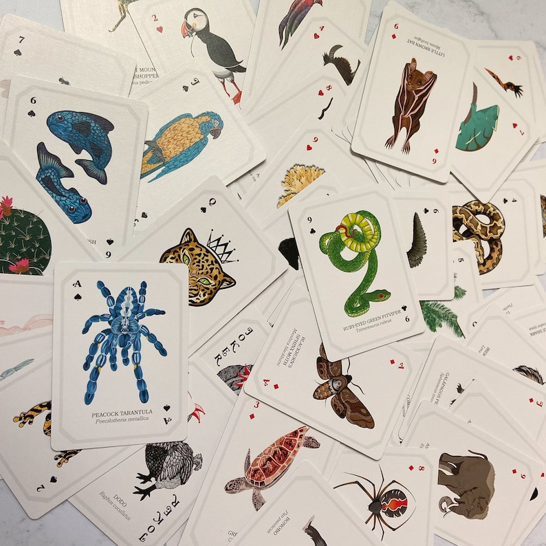 May include: A collection of playing cards featuring detailed illustrations of various animals. The cards showcase a variety of creatures, including a peacock tarantula, a leopard, and a green snake. The cards are white with red suit symbols.