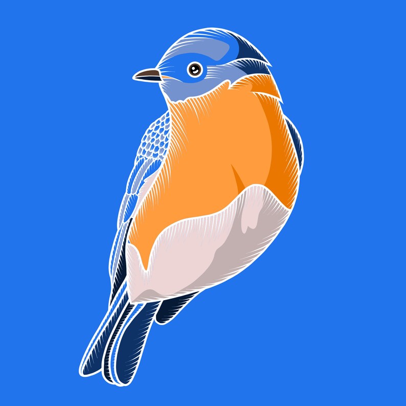Eastern Bluebird Original Illustration Print - Etsy