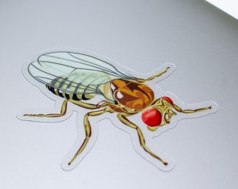 Adesivo transparente com ilustração original de Drosophila melanogaster