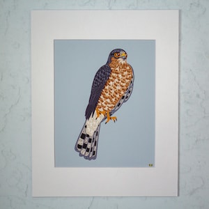 Coopers Hawk Original Illustration Print