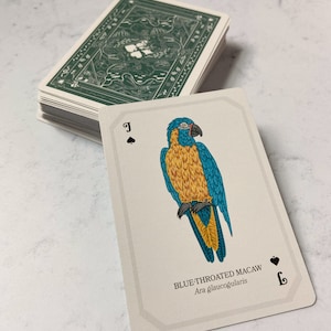 May include: A deck of playing cards with a green floral design on the back. The face-up card features a detailed illustration of a blue-throated macaw, with text that reads "BLUE-THROATED MACAW" and "Ara glaucogularis". The card is the Jack of Spades.