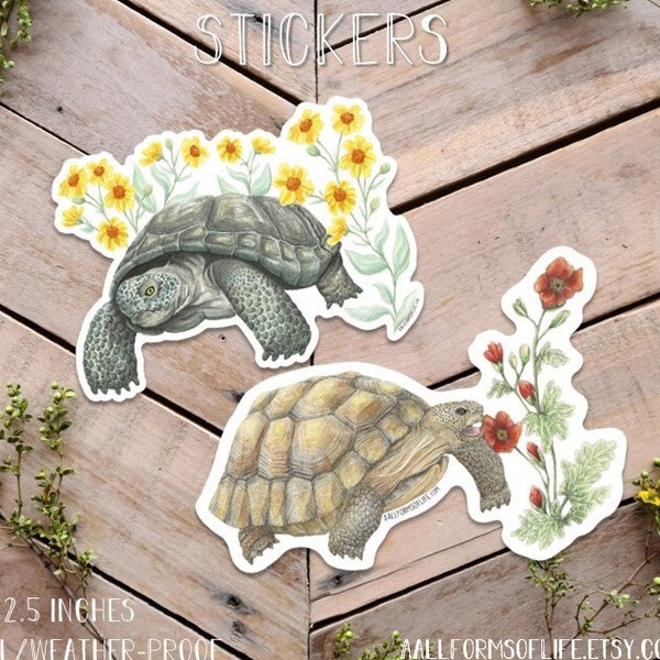 Desert Tortoise Sticker, Turtle Sticker, Tortoise Art, Sonoran Tortoise, cute turtle sticker, turtle lover gift, reptile sticker