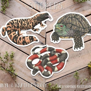 Desert Reptile Stickers, lizard sticker, turtle sticker, snake sticker, Sticker Illustration, coral snake art, box turtle art, gila monster