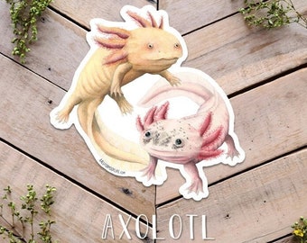 Axolotl Sticker, Cute Amphibian Sticker, Vinyl and Weatherproof amphibian art, axolotl art