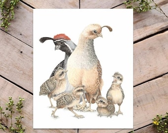Lámina artística de una familia de codornices, codornices de Gambel y polluelos, familia de aves, polluelos, reproducción artística de codornices (papá, mamá y crías), arte de aves