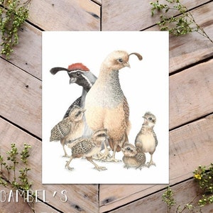 Quail Family Art Print, Gambels Quail and baby chicks, Family of Birds, Baby birds, Dad Mom and baby quails art reproduction, bird art