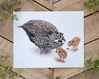 Montezuma Quail Family Art Print, Quail Art, Cute Funny Quail Chicks, Bird Family Illustration, Quail Babies with ladybug, ladybug art