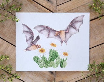 Bat Illustration Art Print, Lesser Longnosed bats feeding on Saguaro Cactus Flowers, cactus and bat art, mammal art, desert pollinator bats