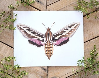 Sphinx Moth Scientific Illustration Art Print, moth art, colorful insect illustration, watercolor animal drawing, Moth illustration SciArt