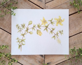Creosote Bush Bloom, Botanical Illustration, Watercolor dry brush, desert flower, Creosote art, yellow flower painting, biology art