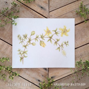 Creosote Bush Bloom, Botanical Illustration, Watercolor dry brush, desert flower, Creosote art, yellow flower painting, biology art image 1