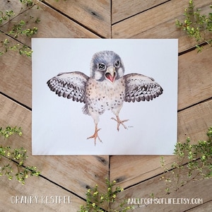 Cranky Kestrel Illustration Art Print, Natural Science Illustration, Baby American Kestrel Art, Angry Bird, Bird Illustration, funny bird