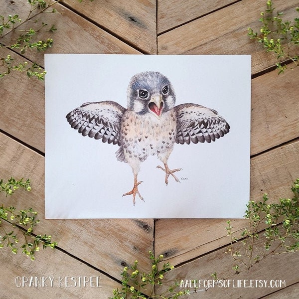 Cranky Kestrel Illustration Art Print, Natural Science Illustration, Baby American Kestrel Art, Angry Bird, Bird Illustration, funny bird