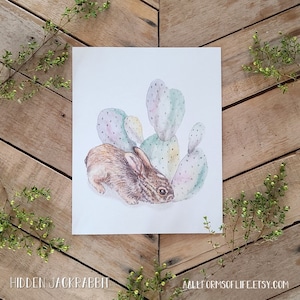 Hidden Baby Jackrabbit Art Print, Scientific Illustration