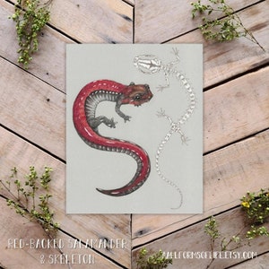 Red-Backed Salamander Art Print, Plethodon cinereus scientific illustration, amphibian skeleton anatomy, salamander illustration, sciart