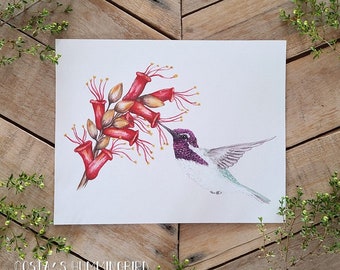 Costas Hummingbird and Ocotillo Flower Art Print, Scientific Illustration, Bird art, Desert Pollinator, Hummingbird Watercolor