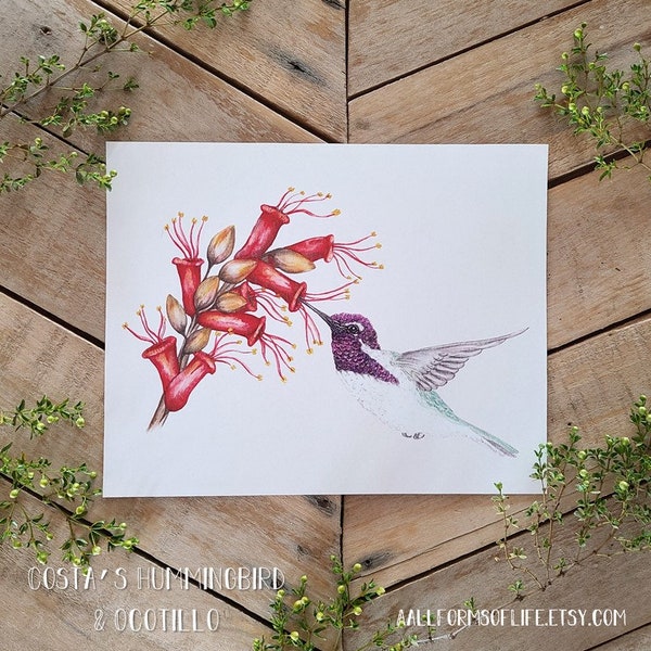 Costas Hummingbird and Ocotillo Flower Art Print, Scientific Illustration, Bird art, Desert Pollinator, Hummingbird Watercolor