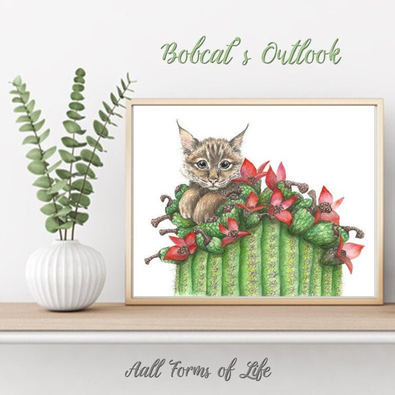 May include: A watercolor illustration of a bobcat kitten peeking out from a cactus with red flowers. The illustration is titled "Bobcat's Outlook" and signed "All Forms of Life".