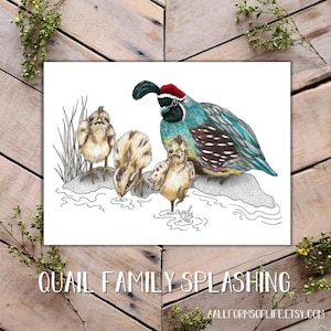 Quail Family Splashing Art Print, Gambels Quails and Babies, funny quail art, baby quails