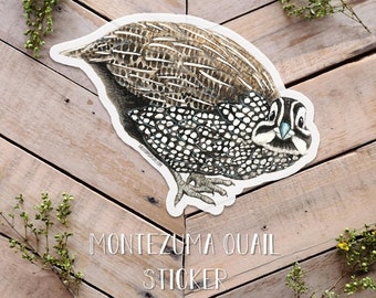 Montezuma Quail Sticker, Adorable Quail, Vinyl Weather Proof Sticker, Bird Sticker, Cute Bird Art, Quail Art