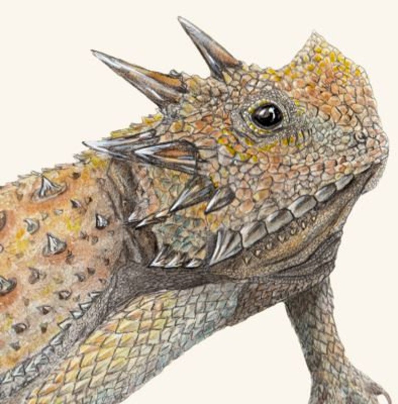 Horned Lizard Scientific Illustration Art Print, Giclee Nature Art, Wildlife Watercolor, Horny Toad Picture, Illustrated Phrynosoma lizard image 2