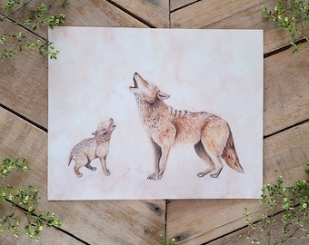 Coyotes Voice Scientific Illustration Art Print, song dog painting, sonoran desert watercolor animal art, nature and animal drawing