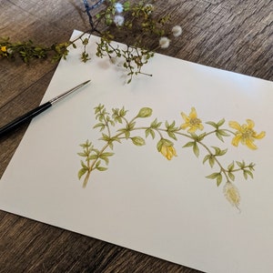 Creosote Bush Bloom, Botanical Illustration, Watercolor dry brush, desert flower, Creosote art, yellow flower painting, biology art image 3