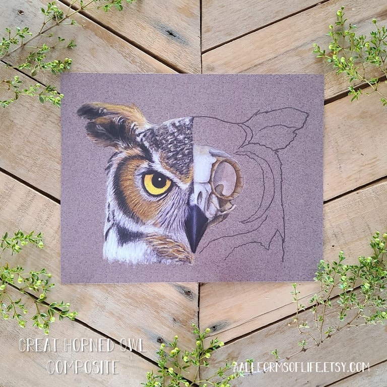 Great Horned Owl Composite, Scientific Illustration -anatomy